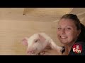 JustForLaughsTV - Fresh Pork Sausage Prank
