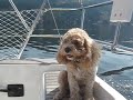 Captin Clover