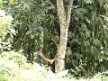 Tree numba 3