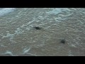 Music: www.youtube.com Take care of the ocean. Cuida del mar. www.wildlifesos.org.au Sources - Fuentes www.cnn.com marinebio.org