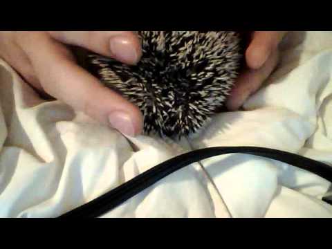 how to care for a hedgehog