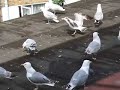 Do seagulls like tomato?