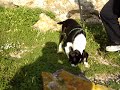 HEIDI, UNA PERRITA MUY BUENA Y BONITA EN ADOPCIÓN