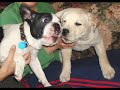Let the bodies hit the floor! French Bulldog Emmitt and Jac