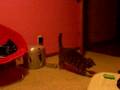 videos de Adventures of Cooper II