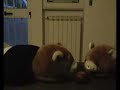 Animaletti Arianesi! Animaletti Arianesi!