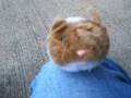 videos de Henry Harry The Hamster