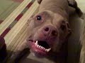 Woods growling
