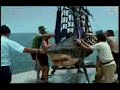 jackass-shark.html