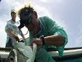 Bradenton Brawlers - TARPON on live bait