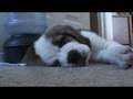 Vash Sleeping