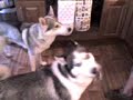 dogs doin tricks dogs doin tricks