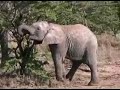Sit with the Elephants!