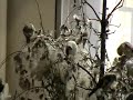 Darrrrek - Breeding carduelis major40