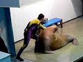 walrus walrus
