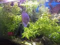 Meu Aquario Plantado! 