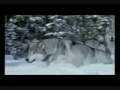 videos de *Seductive-voices - Forever*
