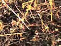 Rattlesnake