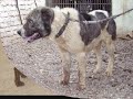 Tajik chuponi dogs (also known as Dahmarda)