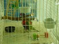 Rainbow Lorikeets play wrestling Rainbow Lorikeets play wrestling