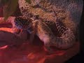 mon-gecko-mue-my-gecko-is-moulting.html
