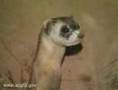 Black Footed Ferret