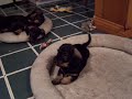 Playful Puppy