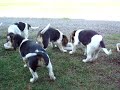 Puppy Breakfast