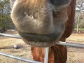 horse nostrils