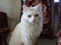 CAT CAT