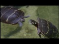 The Painted Turtle