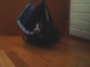 Cat in a bag