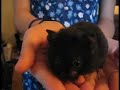 Laughing Hamster