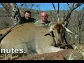 Loading an trophy eland bull in the mountains. Loading an trophy eland bull in the mountains.