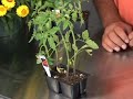 Growing Vegetables : Growing Better Boy Tomatoes Growing Vegetables : Growing Better Boy Tomatoes