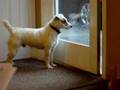 The Dynamic Dog Duo JACK AND LUKE AKA MR Magoo puppys JRT