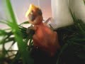Baby Bird Muffin. Baby Bird Muffin.
