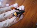 Handling another hornet