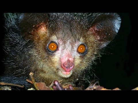 10 Animals You Didn't Know Existed