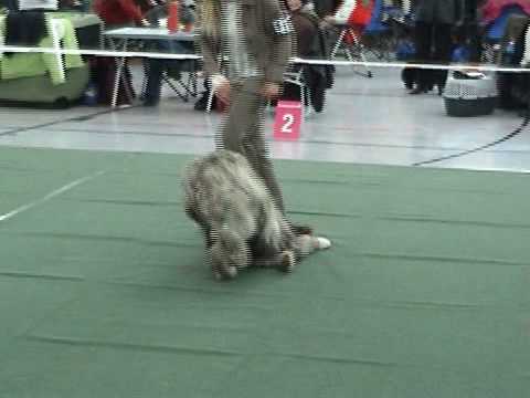 irish wolfhound