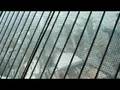 toronto05(hd)