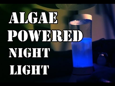 Living night light with glowing algae