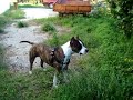 american staffordshire terrier paloma
