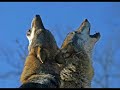 El lobo El lobo