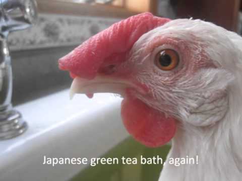 how to treat egg yolk peritonitis in chickens