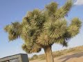 Blues Saraceno demos Mojave Coyote-Song
