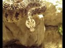 Crotalus enyo enyo Crotalus enyo enyo