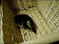 Young Duckling in my kitchen sink Young Duckling in my kitchen sink
