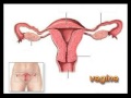 aparato reproductor masculino y femenino