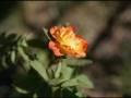 videos de Choose You This day_mpg1_352x240_29970fps_1120000bps_a1_d0_c80_10.mpg